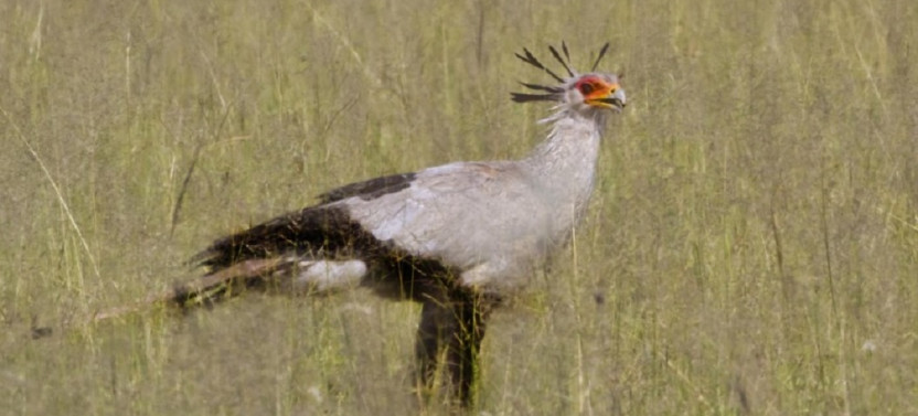 5 Day Birding Tour in Tanzania