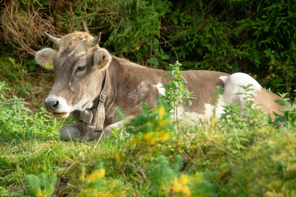 Expert-led Alpine Farm Tour from Lucerne