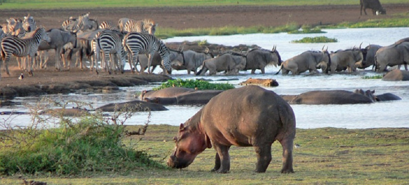 4 Day Tanzania Birding Safari to Lake Manyara National Park