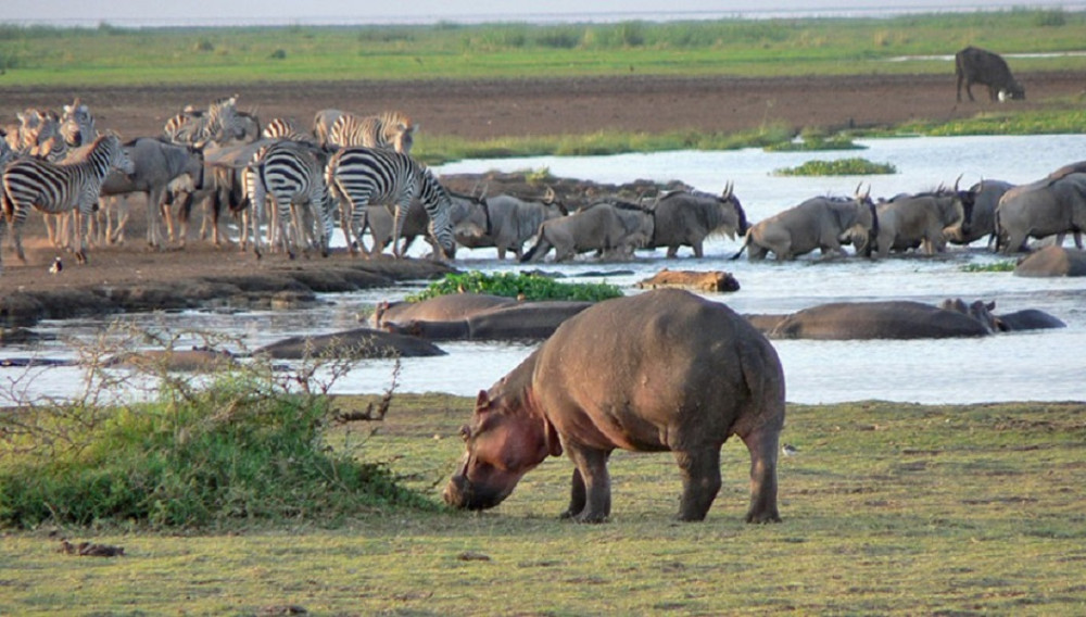 4 Day Tanzania Birding Safari to Lake Manyara National Park