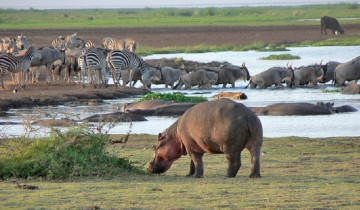 A picture of 4 Day Tanzania Birding Safari to Lake Manyara National Park