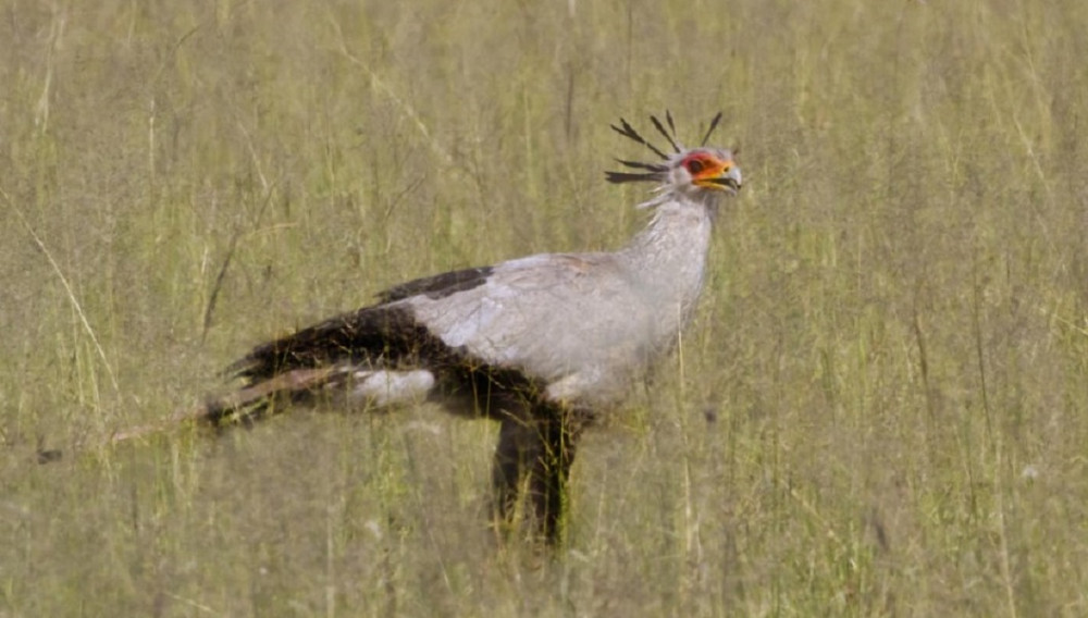 12 Days Birding Safari in Tanzania