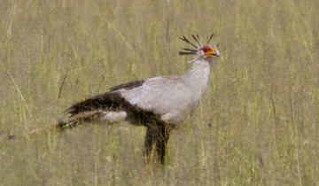 A picture of 12 Days Birding Safari in Tanzania