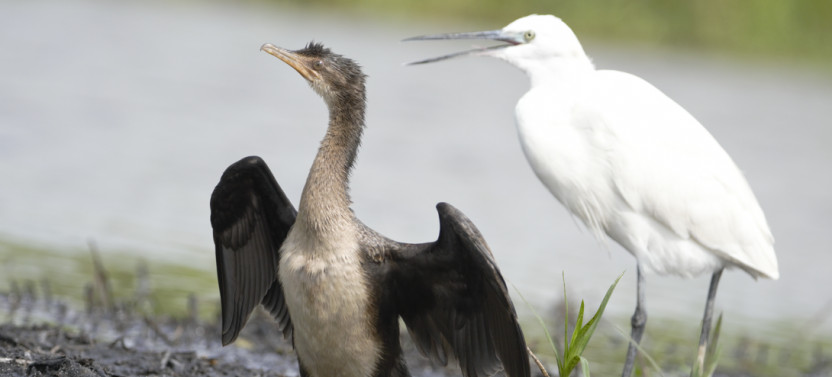 9 Day Birding and Wildlife Safari in Tanzania
