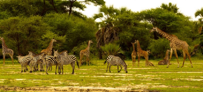 5 Day Kenya and Tanzania Safari