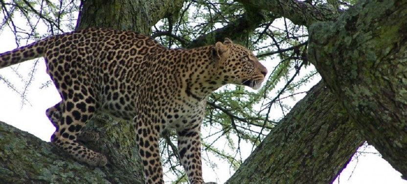 3 Day Tanzania Safari in Serengeti National Park