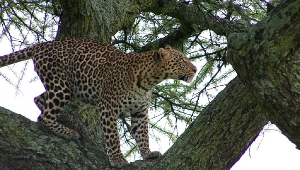 3 Day Tanzania Safari in Serengeti National Park