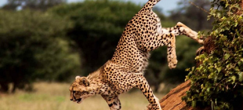 3 Day Tanzania Wildlife Safari