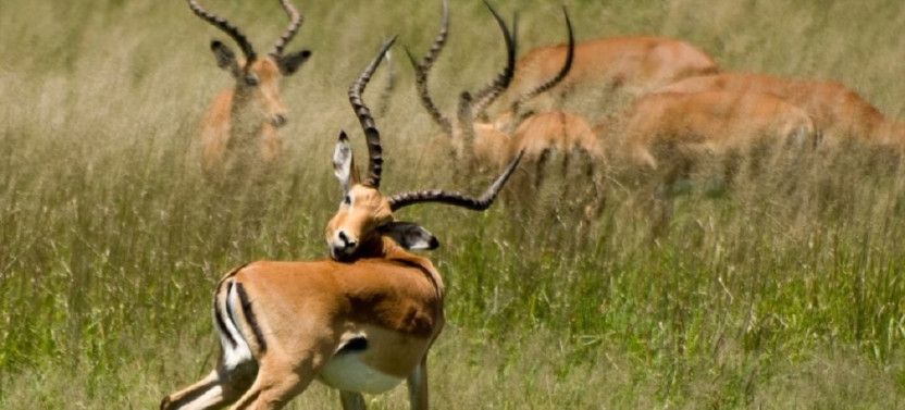 4 Day Epic Tanzania Wildlife and Culture Safari