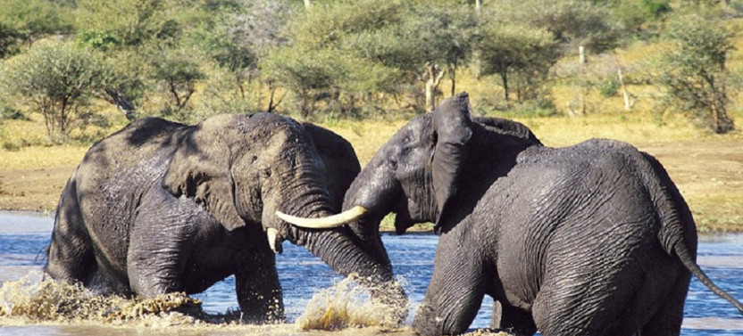 5 Day Circuit Wildlife Safari in Tanzania