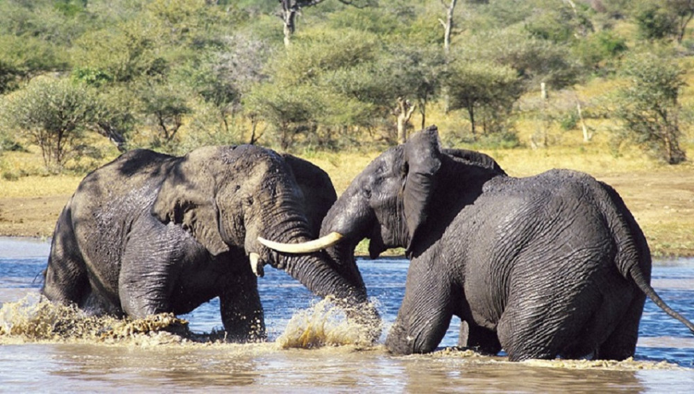 5 Day Circuit Wildlife Safari in Tanzania