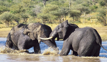 A picture of 5 Day Circuit Wildlife Safari in Tanzania