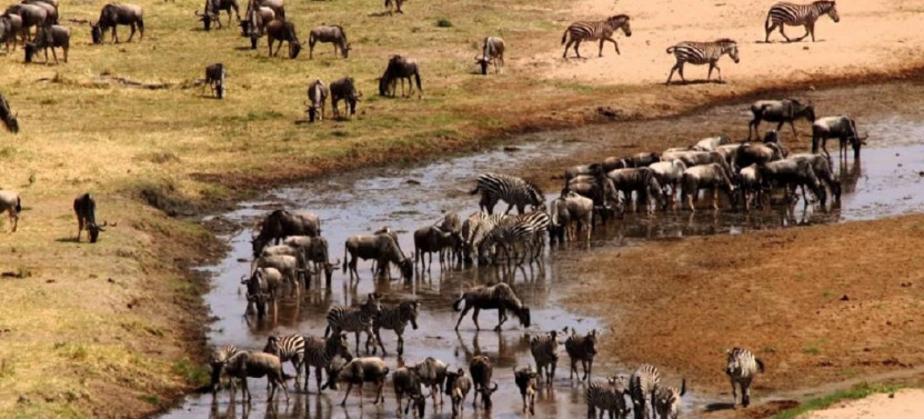 10 Day Wildlife Kenya and Tanzania Safari