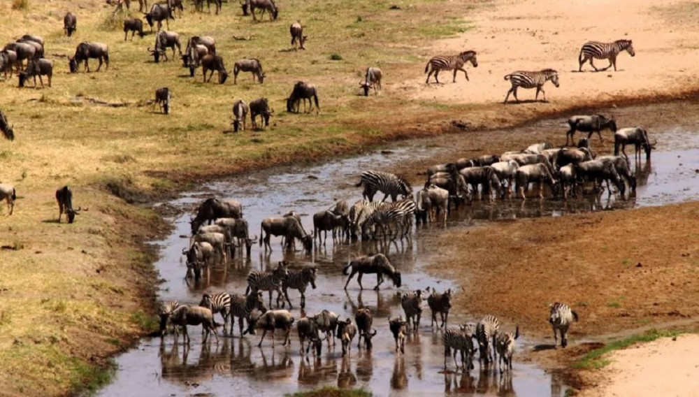 10 Day Wildlife Kenya and Tanzania Safari