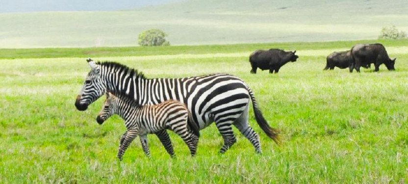 11-Day Classic Namibia Safari