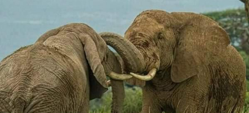 13-Day Cape to Namibia Safari