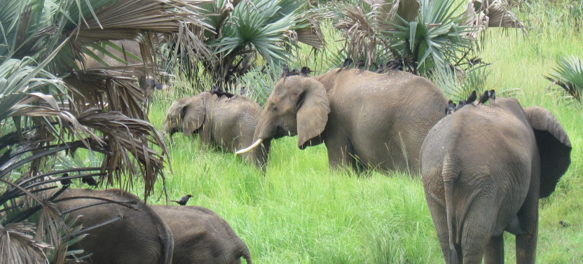 4 Day Etosha National Park Trip