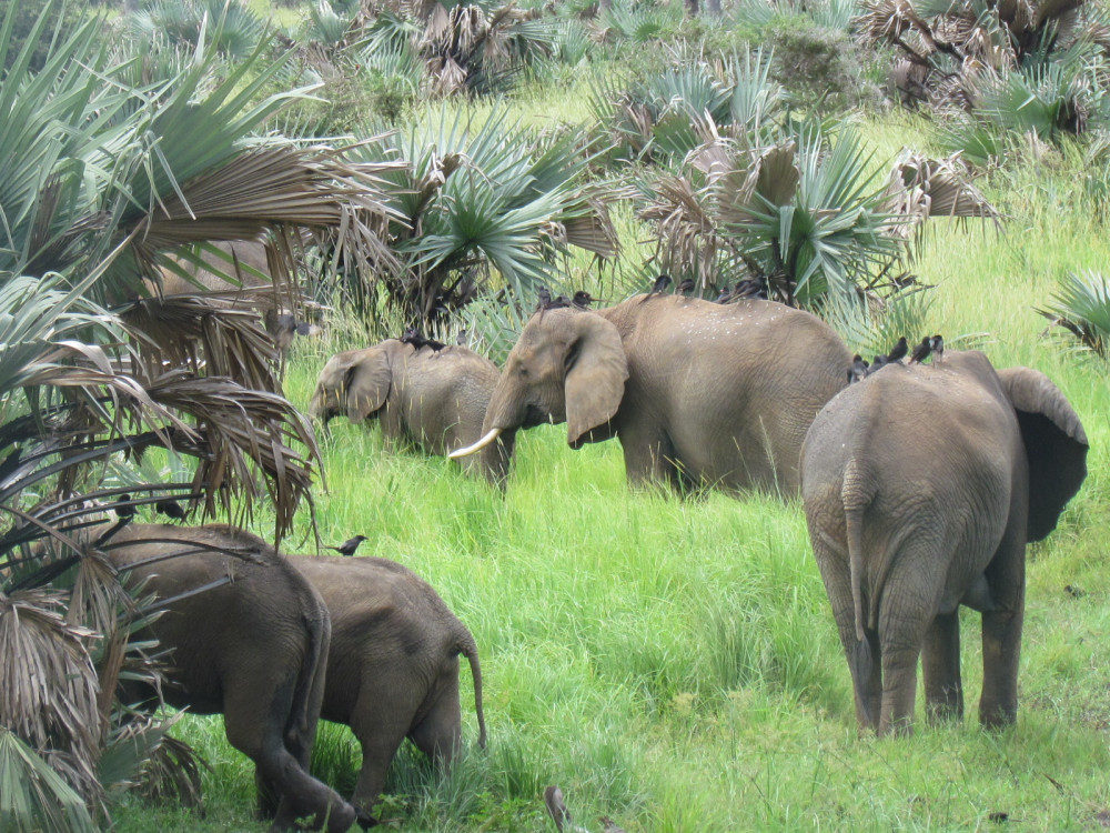 4 Day Etosha National Park Trip