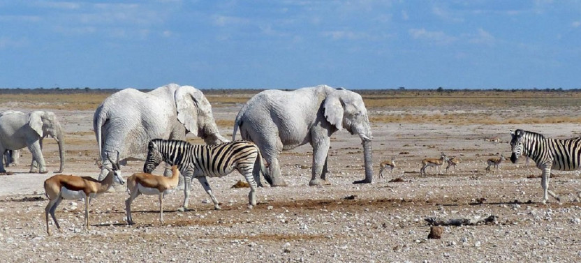 8 Day Namibia Wildlife Safari