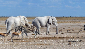 A picture of 8 Day Namibia Wildlife Safari