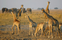 5-Day Zimbabwe Safari