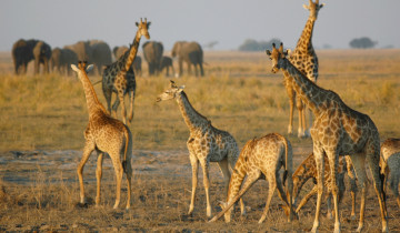 A picture of 5-Day Zimbabwe Safari