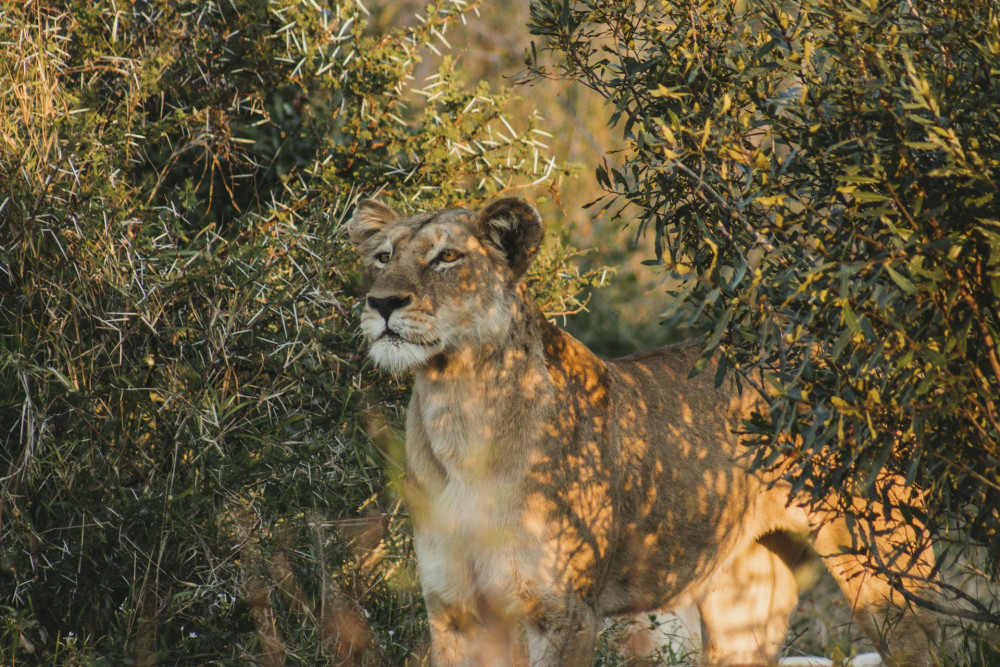 16 Day Zimbabwe and Botswana Safari