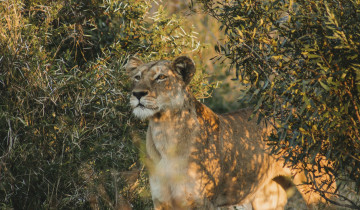 A picture of 16 Day Zimbabwe and Botswana Safari
