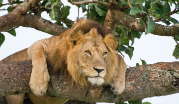 A picture of 13 Day Luxury Zimbabwe Safari