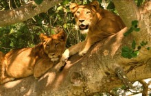 3-Day Chobe and Hwange National Park Safari