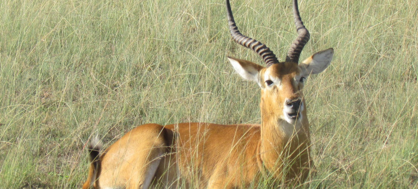 3-Day Moremi Game Reserve Safari