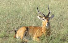 3-Day Moremi Game Reserve Safari