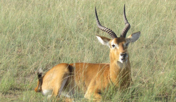 A picture of 3-Day Moremi Game Reserve Safari