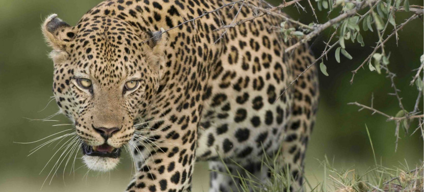 7-Day Botswana Big Cats Safari