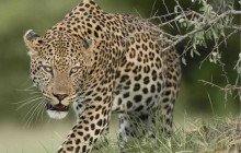 7-Day Botswana Big Cats Safari