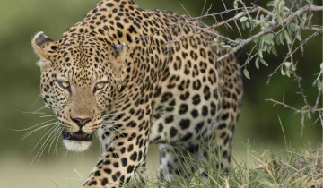 A picture of 7-Day Botswana Big Cats Safari