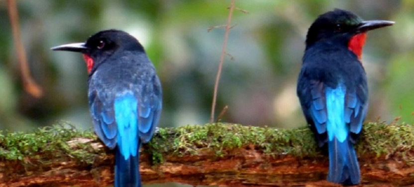 3 Day Uganda Birding Safari