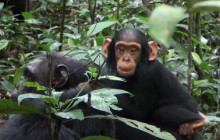 5 Day Chimpanzee Trekking and Murchison Falls Wildlife Adventure Safari