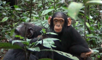 A picture of 5 Day Chimpanzee Trekking and Murchison Falls Wildlife Adventure Safari