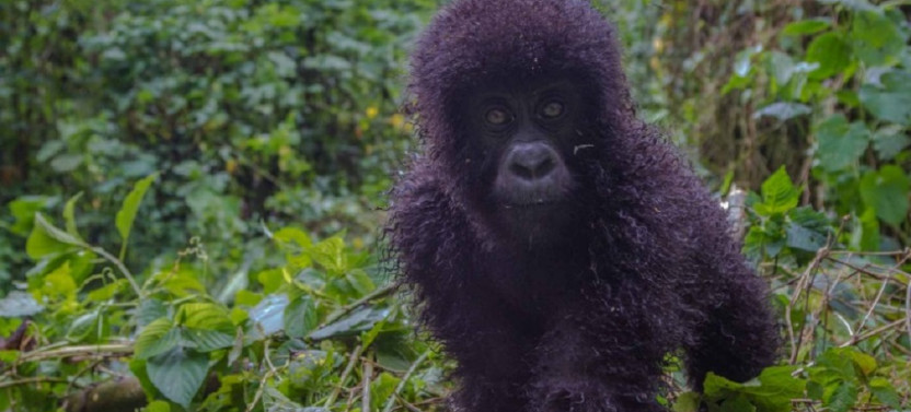 4 Day Safari with Gorilla and Queen Elizabeth National Park