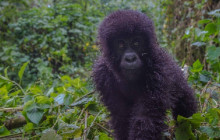 4 Day Safari with Gorilla and Queen Elizabeth National Park