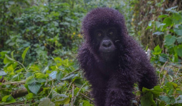 A picture of 4 Day Safari with Gorilla and Queen Elizabeth National Park