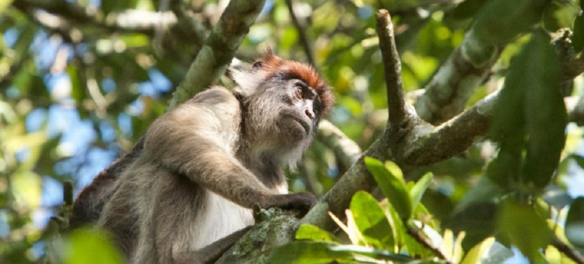 3 Day Chimpanzees Trekking Safari in Kibale National Park