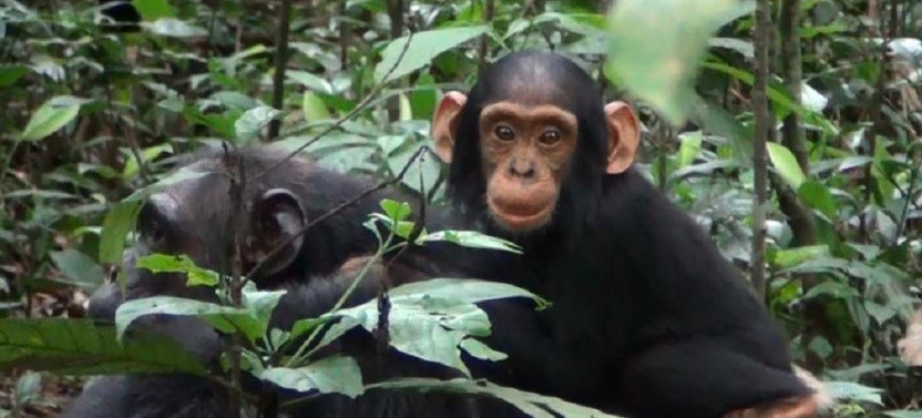 3 Day Chimpanzee Habituation Safari in Kibale National Park
