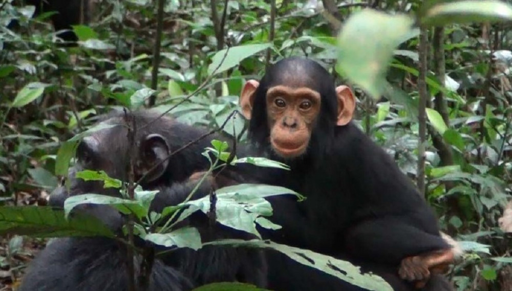 3 Day Chimpanzee Habituation Safari in Kibale National Park