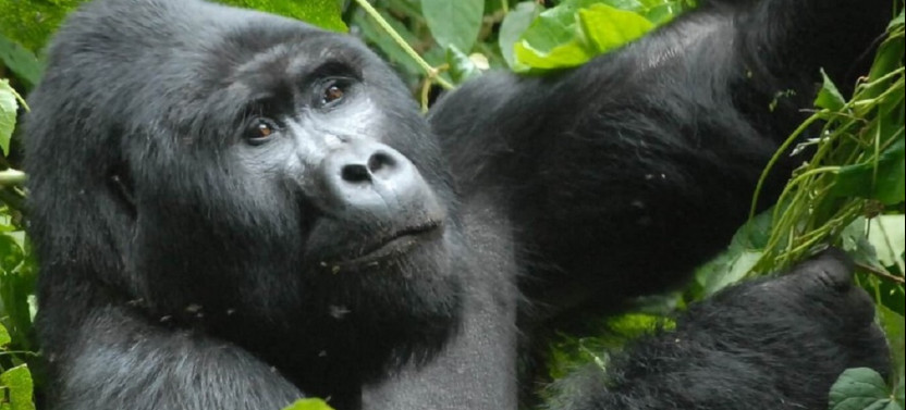 3 Day Uganda Gorilla Habituation Safari