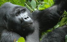 3 Day Uganda Gorilla Habituation Safari
