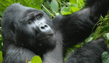 A picture of 3 Day Uganda Gorilla Habituation Safari
