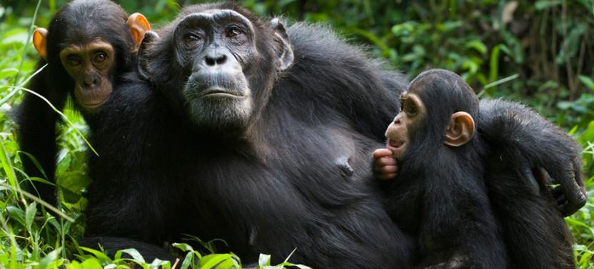 2 Day Chimpanzee Trekking Safari