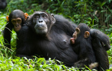 2 Day Chimpanzee Trekking Safari